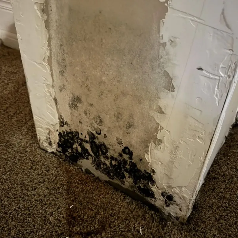 Professional Mold Removal in Brookshire, TX